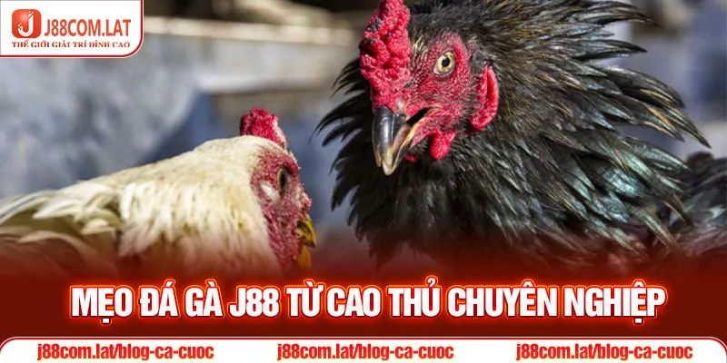 Đá Gà J88 | Theo Dõi Các Màn So Tài Tại Sới Gà Trực Tuyến 3 Mẹo đá gà J88 từ cao thủ chuyên nghiệp