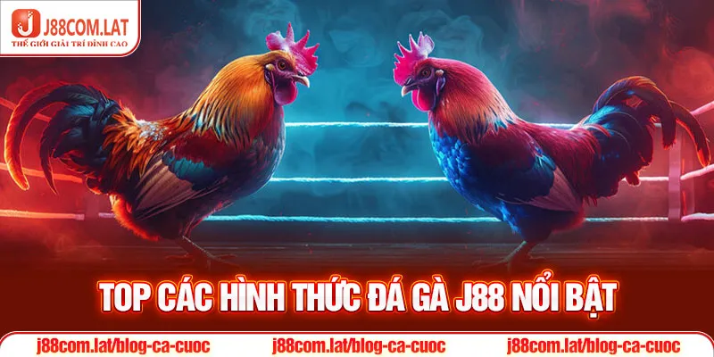 Đá Gà J88 | Theo Dõi Các Màn So Tài Tại Sới Gà Trực Tuyến 2 Top các hình thức đá gà J88 nổi bật